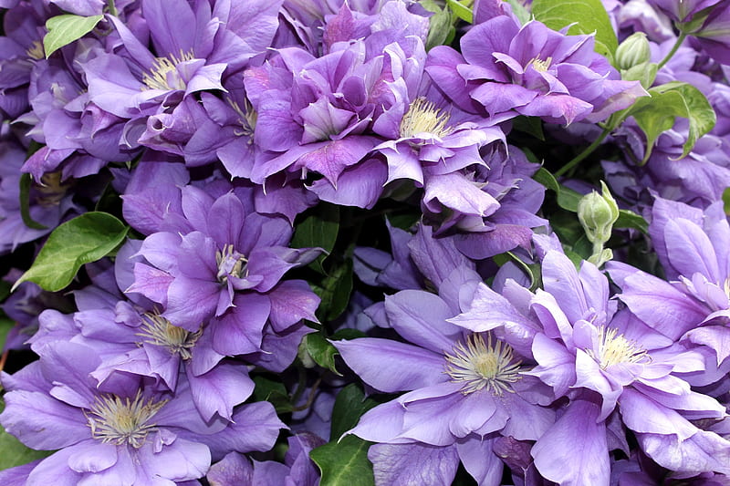 Clematis, summer, flower, vara, purple, HD wallpaper