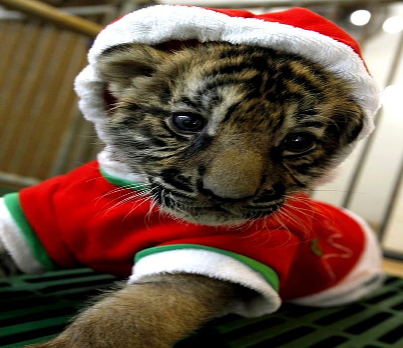 Christmas Tiger Cub, Tiger, Christmas, Red, Cub, Hat, HD wallpaper