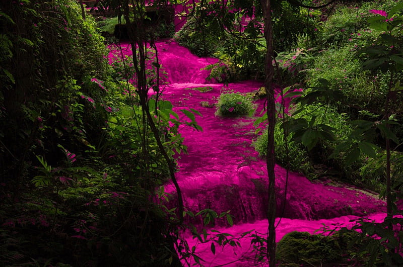 pink forest ireland