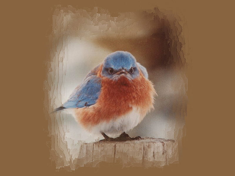 Angry Bluebird F2 smith, mad, adorable, bluebird, angry, cute, michael smith, graphy, bird, avian, HD wallpaper