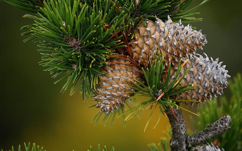 Pine cones, needles, conuri de pin, green, fir, HD wallpaper