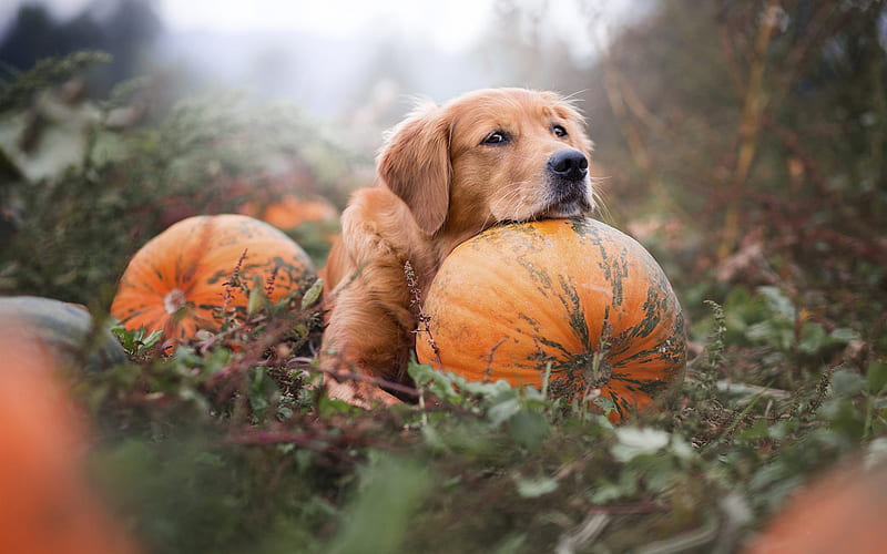 Labrador Retriever, Large Brown Dog, Pet, Pumpkin, Garden, Halloween, Autumn, Golden Retriever, Dogs, HD wallpaper