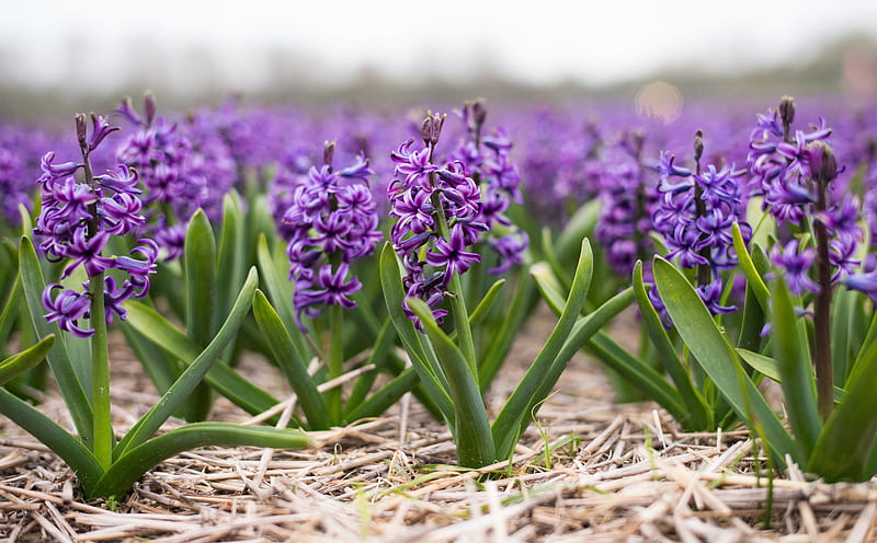 Spring Hyacinths Ultra, Nature, Flowers, Purple, Spring, Field, Netherlands, Holland, Europe, Fields, Hyacinths, Leica, dutch, summilux, HD wallpaper