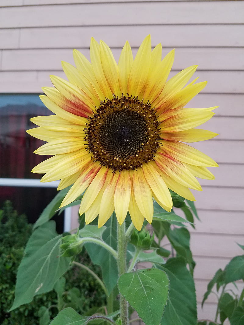 Sunflower, home grown, nature, HD phone wallpaper