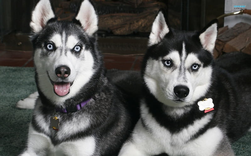Siberian Huskies, furry, black, bonito, pets, collars, blue eyes, white, animals, dogs, HD wallpaper
