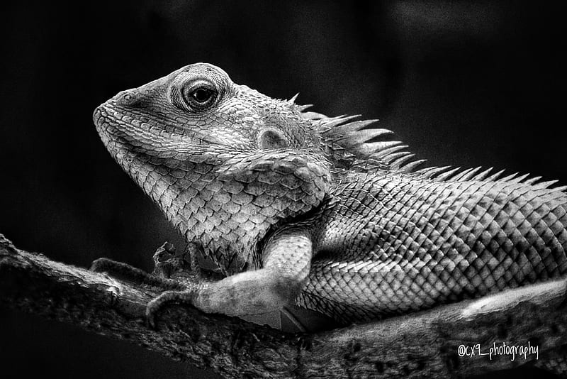 Garden lizard, bnw, black and white, crawler, reptiles, HD wallpaper