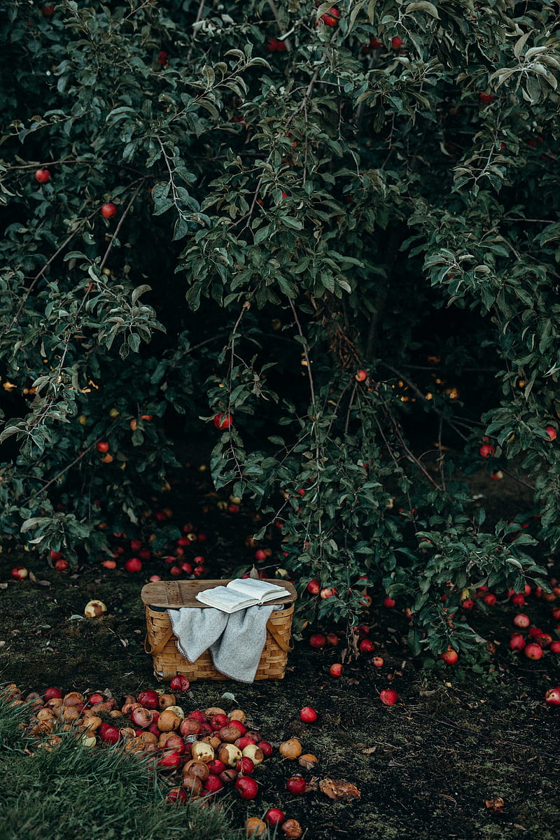 basket near fruits and tree, HD phone wallpaper