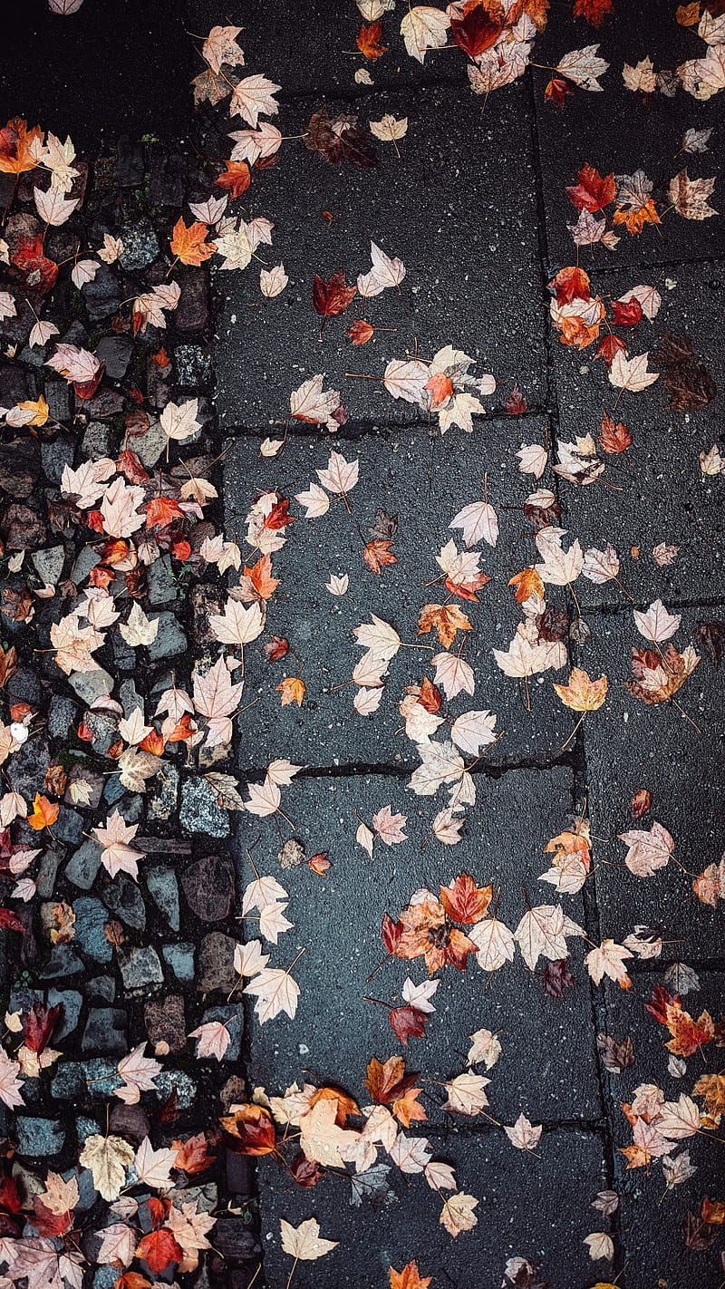 leaves, autumn, wet, asphalt, HD phone wallpaper