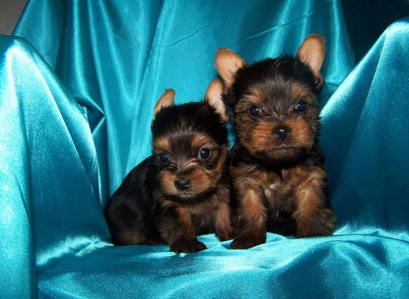 Yorkshire Terrier Pups, puppies, blue satin cloth, dogs, yorkshire terrier, HD wallpaper
