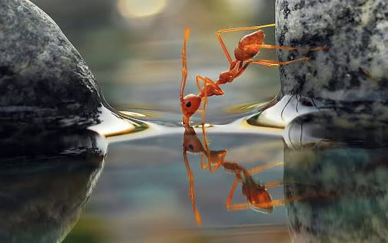 Thirsty Ant, Water, Rock, Red, Ant, grahpy, HD wallpaper