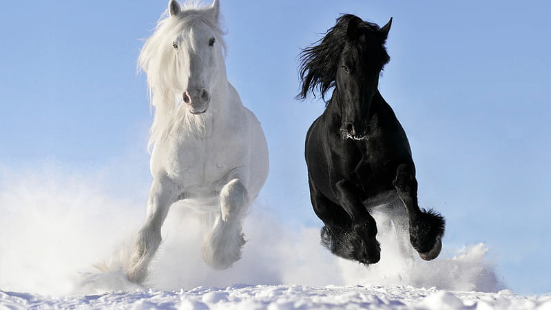White And Black Horses With Blue Sky Background Horse, HD wallpaper