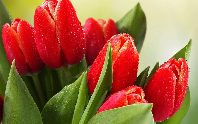 tulips drops leaves flower-Plants, HD wallpaper