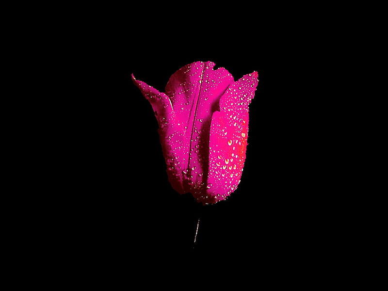Tulip for Venie, flower, pink, tulip, raindrops, HD wallpaper