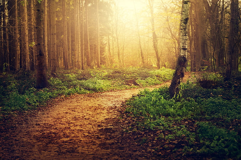 Fall, sunlight, forest, path, autumn, scenic, green, foliage, Nature ...