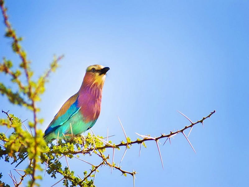 Bird of many colors, lilac breasted roller, bird, colors, sky, branch, HD wallpaper