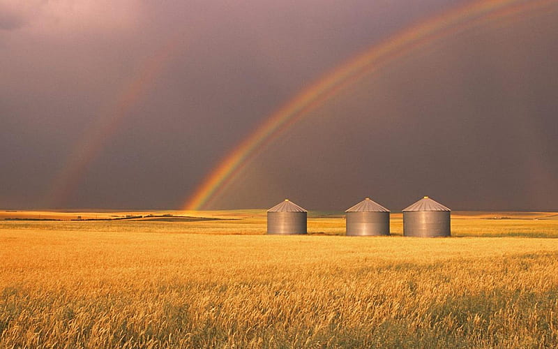 Harvest Time Rainbows, rainbows, fields, storm, wheat, HD wallpaper