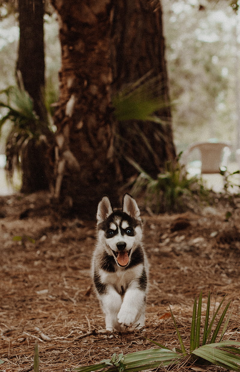 shallow focus graphy of white and black Siberian husky puppy, HD phone wallpaper