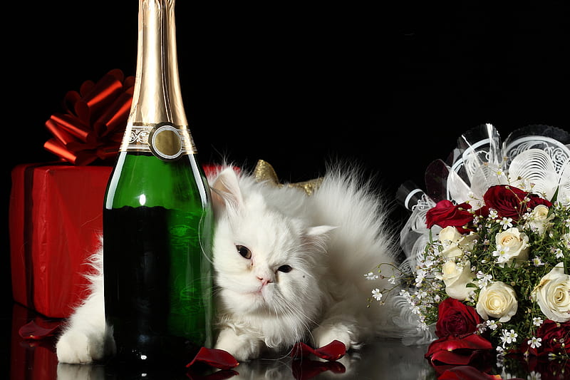 Adorable Cat, pretty, bottle, christmas cat, adorable, magic, xmas, sweet, magic christmas, flowers, beauty, face, lovely, romance, holiday, christmas, kitty, new year, gift, cat, cute, paws, merry christmas, champagne, eyes, cats, white, red roses, colorful, rose, white cat, bonito, still life, graphy, animals, romantic, wine, white roses, colors, happy new year, roses, cat face, bouquet, petals, kitten, HD wallpaper