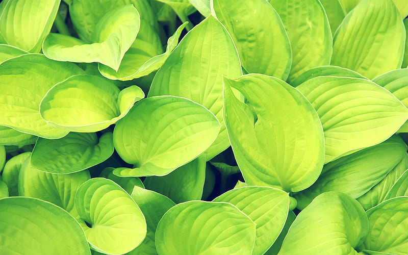 Green leaves-Small fresh landscape, HD wallpaper