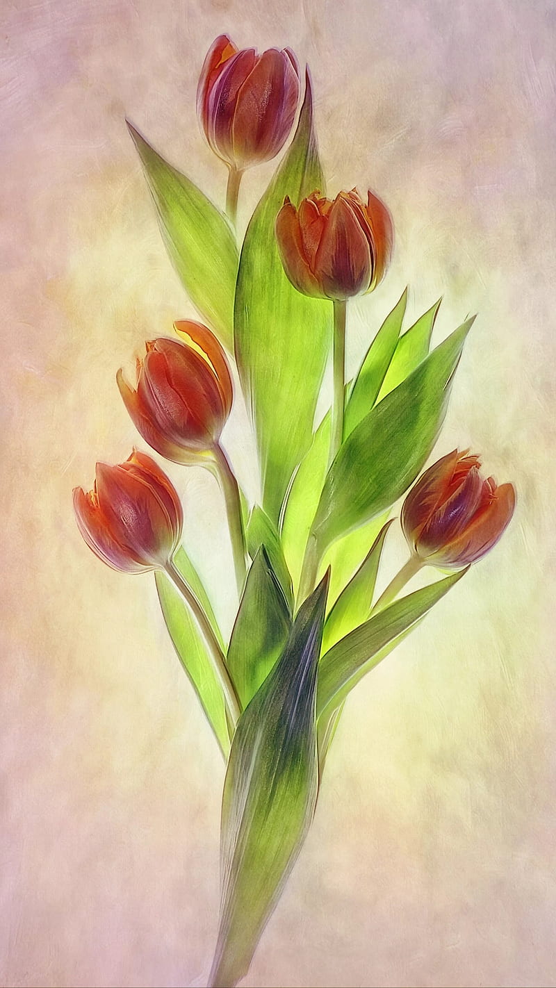 Tulips, drawings, flowers, HD phone wallpaper | Peakpx