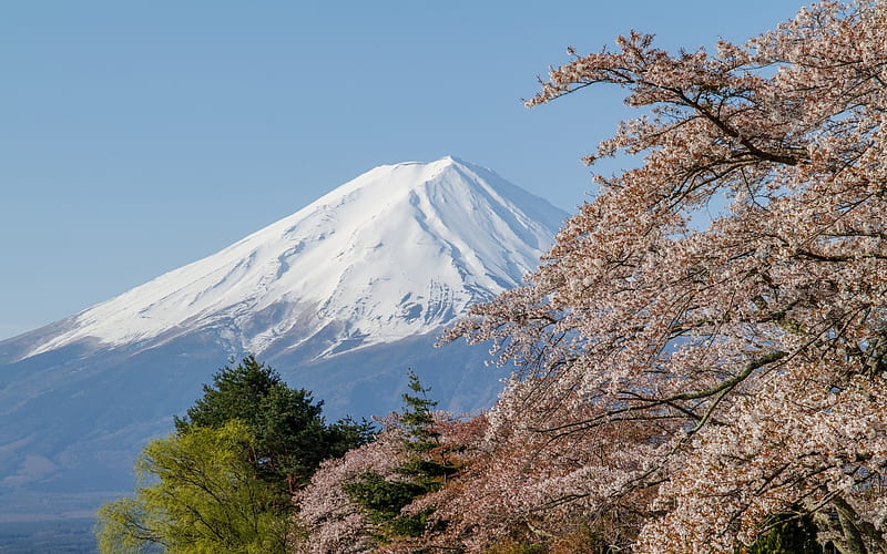 Mount Fujiyama Spring Japan Sakura Stratovolcano Mountain Landscape Hd Wallpaper Peakpx