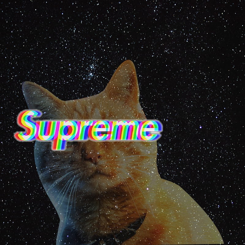HD wallpaper: Supreme Cat, Supreme logo, Funny, communication