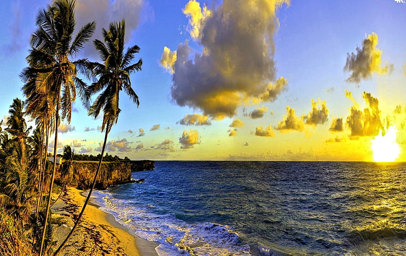 Palm Trees on Barbados, beach, Sea, Palm, Nature, HD wallpaper