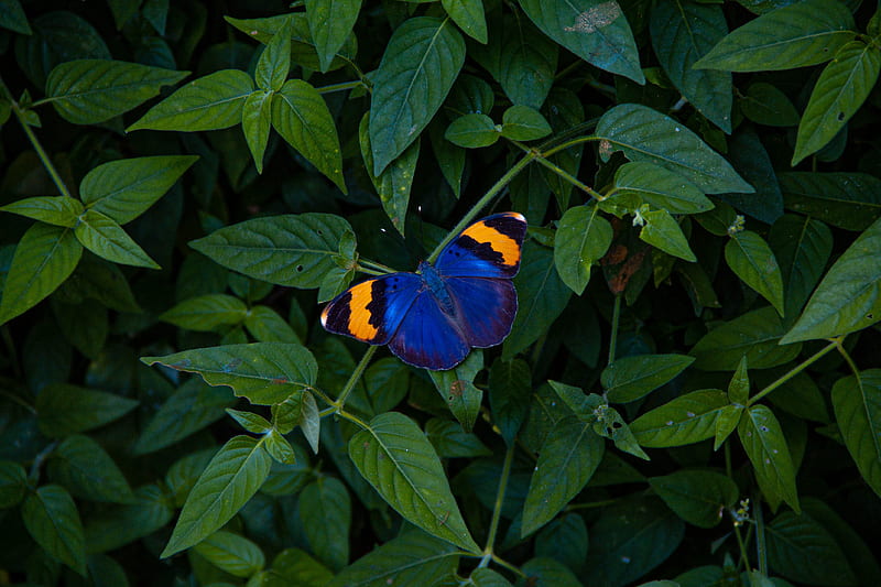 butterfly, wings, colorful, leaves, HD wallpaper