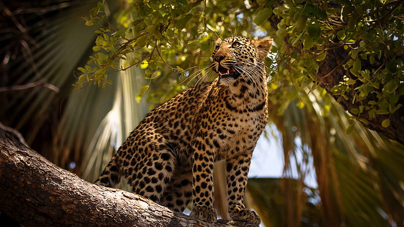 Leopard Is Sitting On Tree Branch Facing One Side Animals, HD wallpaper