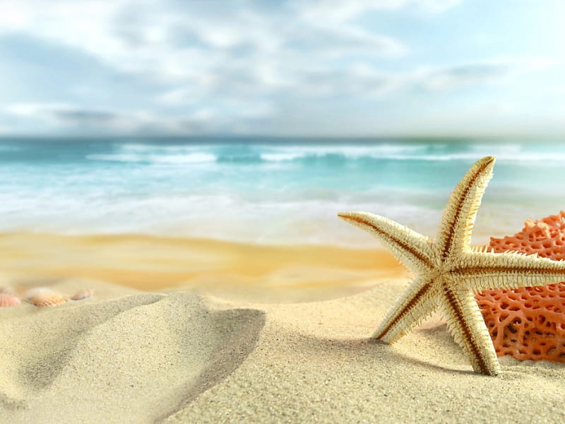summer beach, sand, sun, Shellfish, HD wallpaper