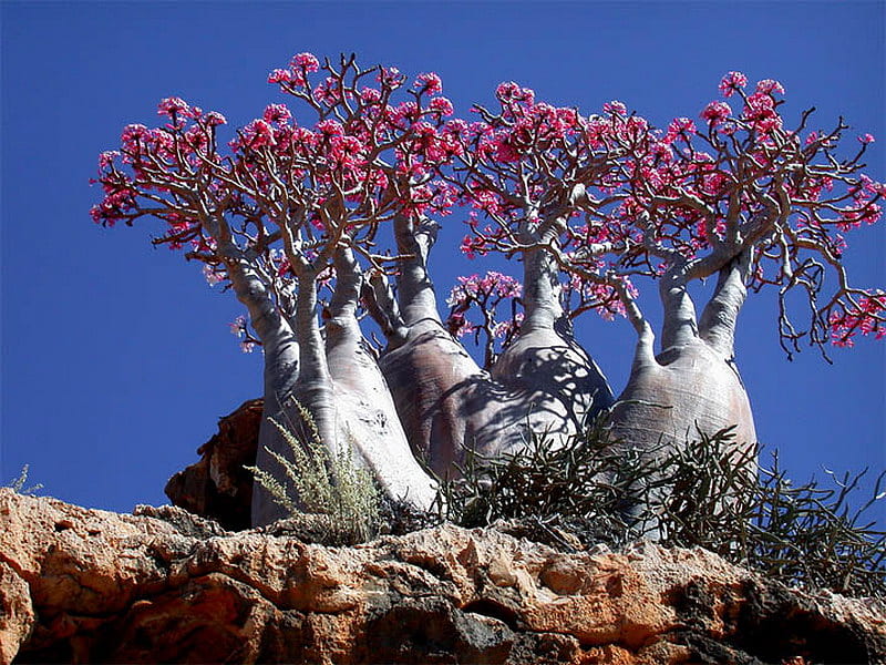 Socotra island, tree, unusual, flora, ocean, HD wallpaper