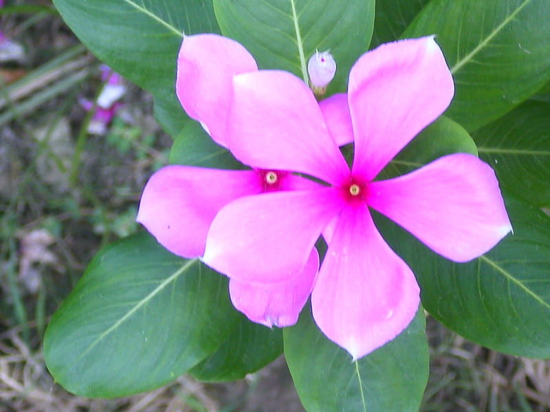 Full Frame Image Of Pink Flowering Sadabahar Madagascar Periwinkle Plants  Growing In Garden Plant Border Display Green Leaf Background Focus On  Foreground Elevated View Stock Photo - Download Image Now - iStock