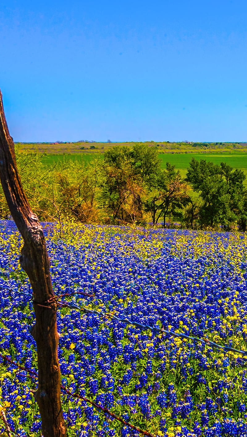 bluebonnets in bloom, bluebonnet, flowers, texas, HD phone wallpaper