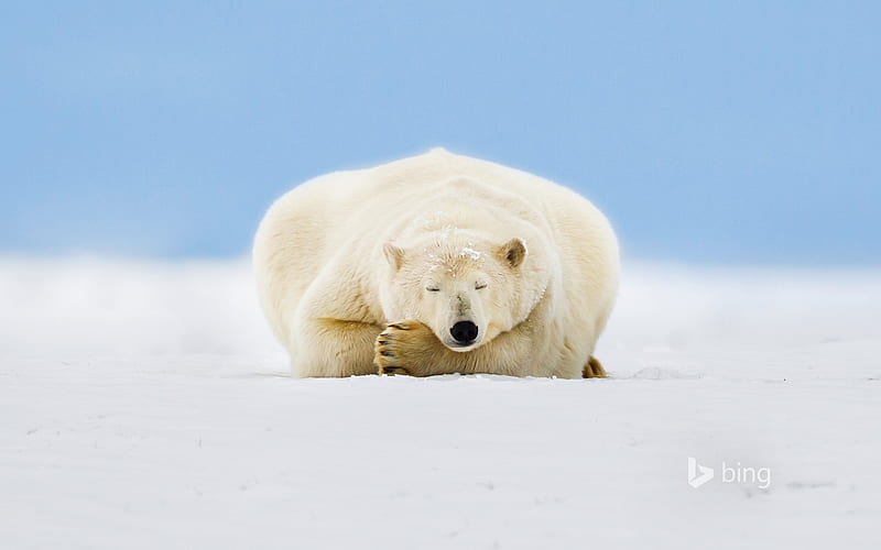 Polar bear on a barrier island in the Beaufort Sea Arctic National Wildlife Refuge Alaska, Bear, Barrier, On, Polar, A, Island, HD wallpaper