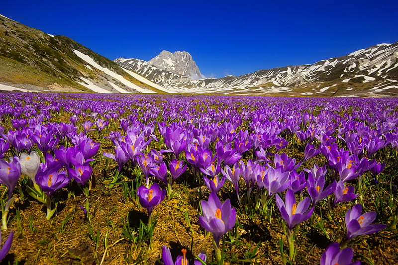 Spring in mountains, crocus, Italy, spring, bonito, sky, freshness, mountain, flowers, meadow, HD wallpaper