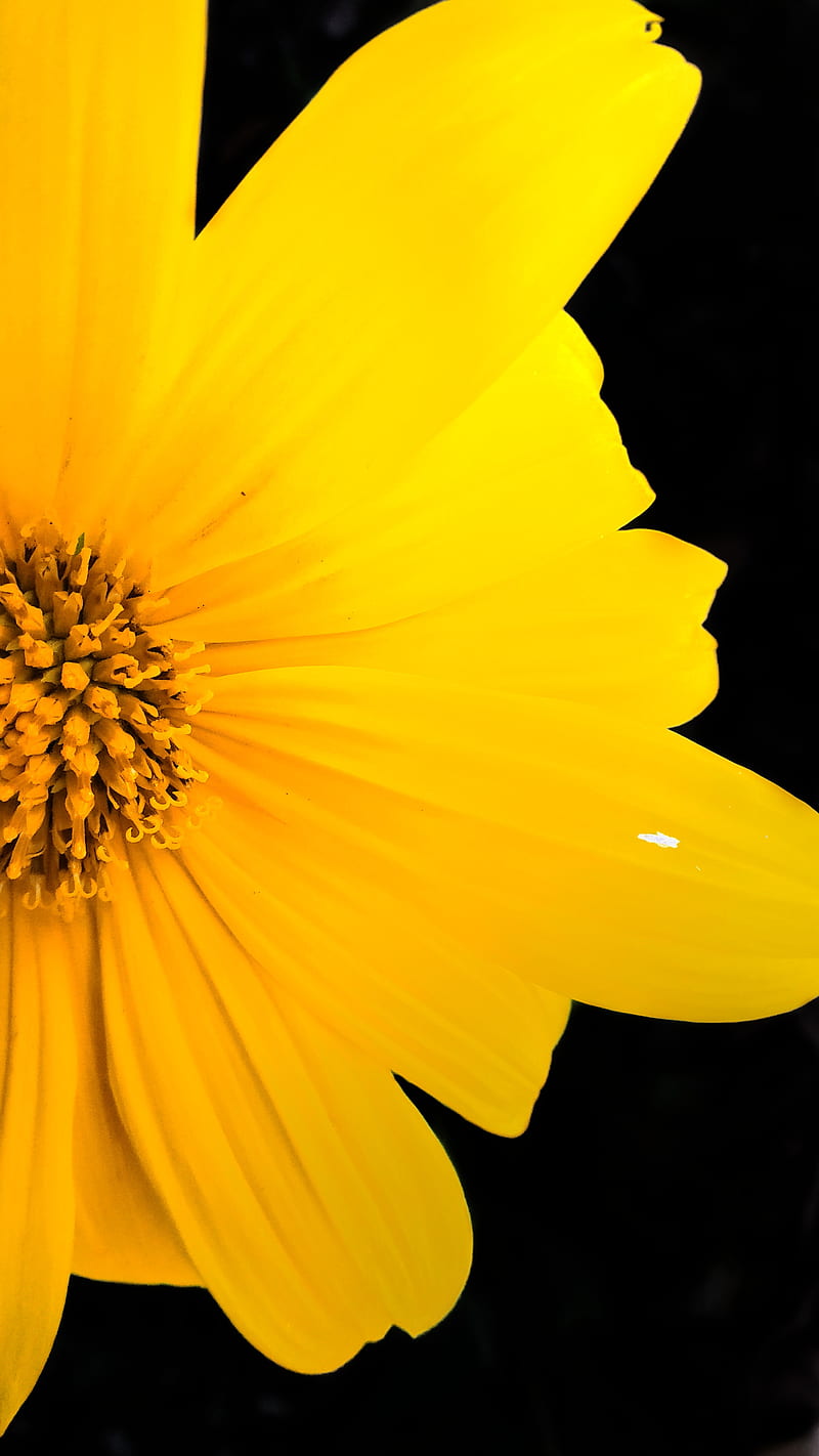 Yellowish flower, black, black background, black, flower, happy, life, yellow  flower, HD phone wallpaper | Peakpx