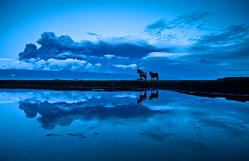 Iceland blue, water, evening, reflection, clouds, iceland, horses, pair, HD wallpaper