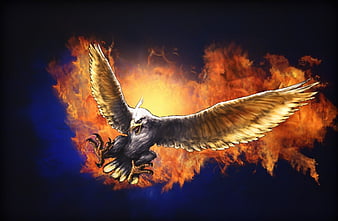 Eagle Fire Eagle HD wallpaper  Pxfuel