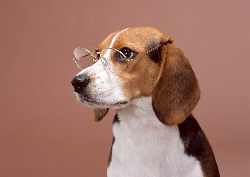 Dogs, Beagle, Dog, Glasses, Pet, HD wallpaper