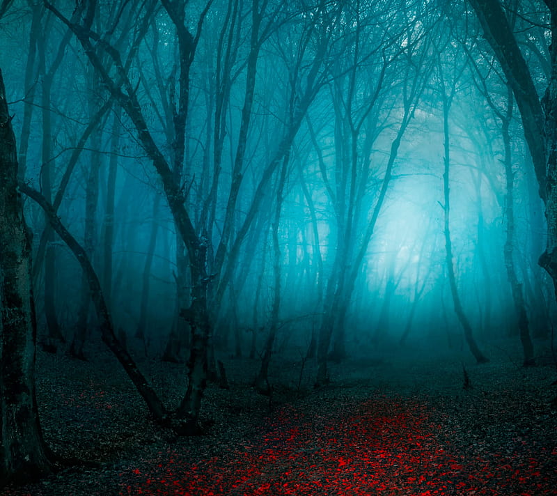 Scary Forest, fog, HD wallpaper | Peakpx
