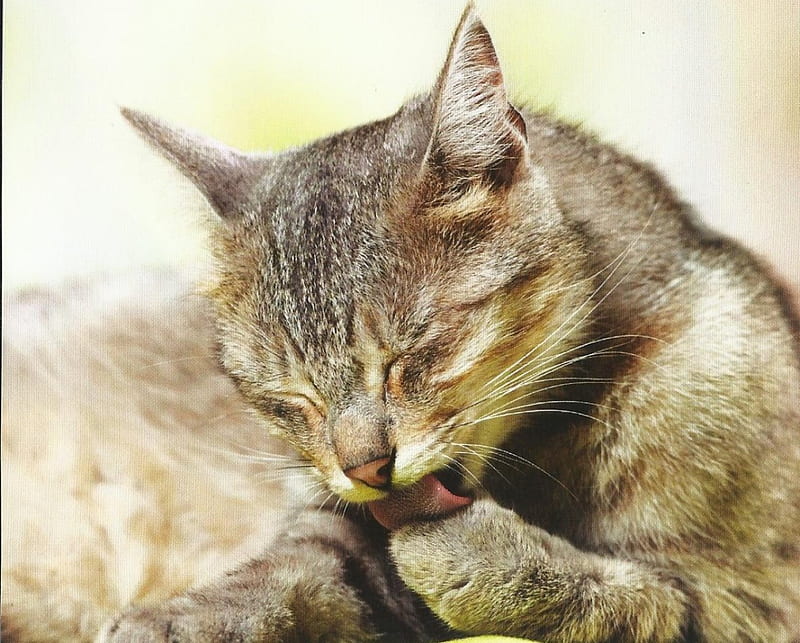 Cat, cute, paws, feline, licking, HD wallpaper Cat, cute, paws, feline, licking, HD wallpaper