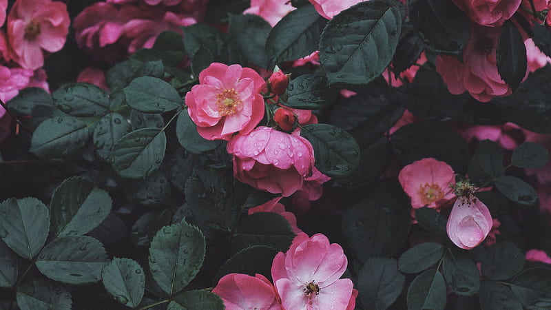 Pink Bush Roses With Leaves Flowers, HD wallpaper