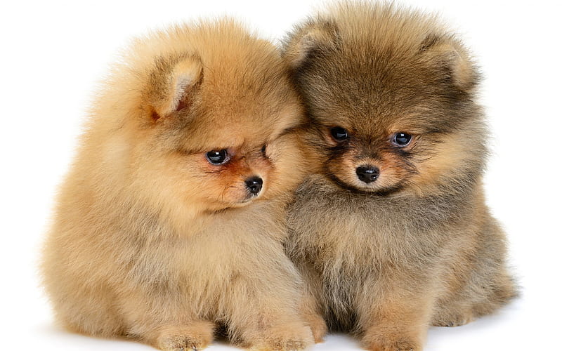 Pomeranian, puppies, small cute dogs, pets, fluffy dogs, HD ...