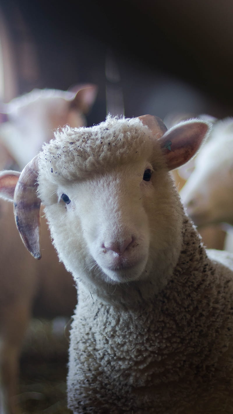 Cute Sheep , animal, baby, HD phone wallpaper
