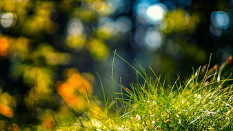 Colours in the sun, background, blur, nature, HD wallpaper | Peakpx