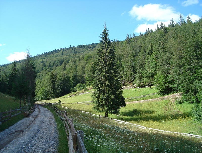 Lonely mountain road, Garda de Sus, Scarisoara, Izbucul Cotetul Dobrestilor, Arieseni, Transylvania, Romania, Apuseni, Transilvania, HD wallpaper