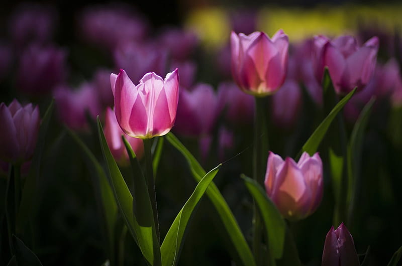 Gorgeous Tulips, purple, flowers, nature, bonito, tulips, gorgeous, HD ...