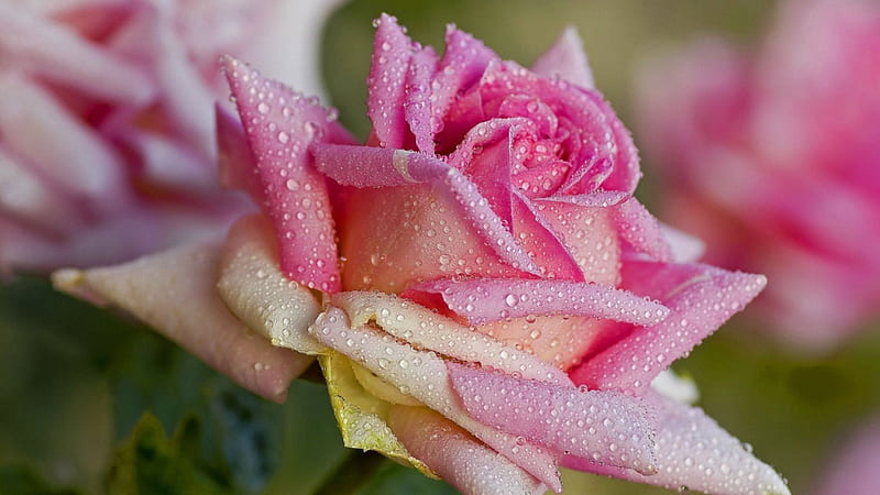 Morning Dew On Pink Rose, flowers, roses, rose, pink, HD wallpaper