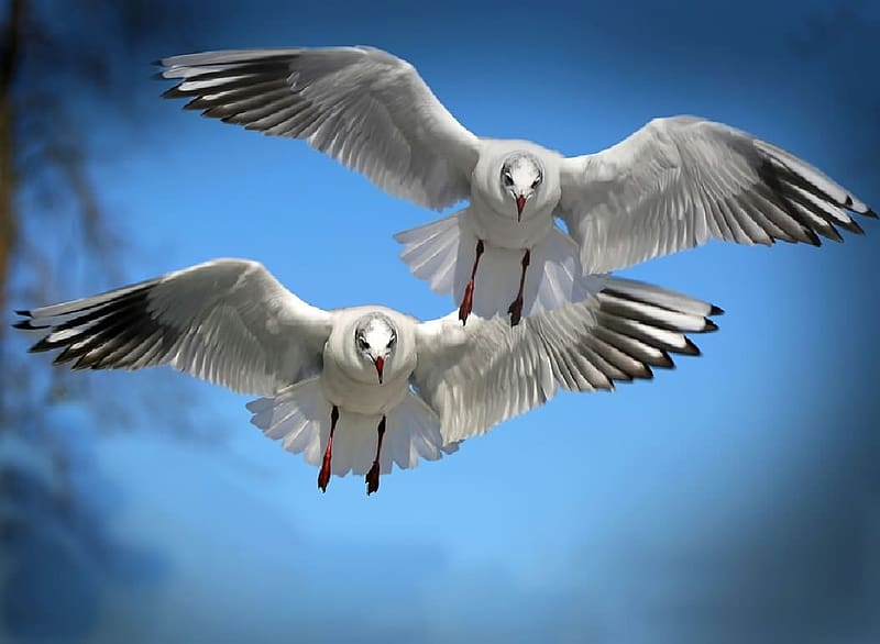 Seagulls, Ornithology, animals, Birds, Zoology, HD wallpaper