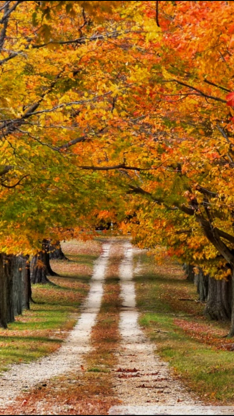 Fall road, fall scenes, harvest, landscape, nature, scenery, season, HD ...